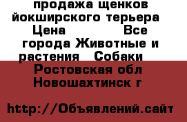 продажа щенков йокширского терьера › Цена ­ 25 000 - Все города Животные и растения » Собаки   . Ростовская обл.,Новошахтинск г.